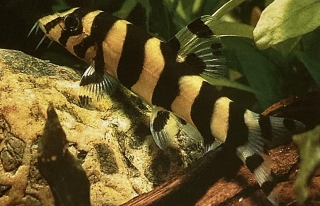Botia histrionica